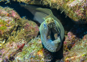 "Smile for the Camera"
Green Moray Eel
Socorro Island, ... by Owen Palmer 